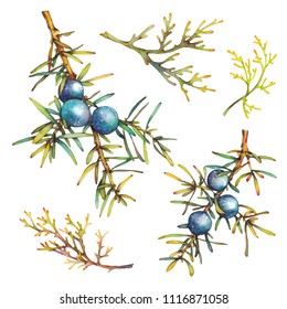 Watercolor Plants Juniper And Grass Isolated On White Background. Botanical Illustration With Berries And Branches