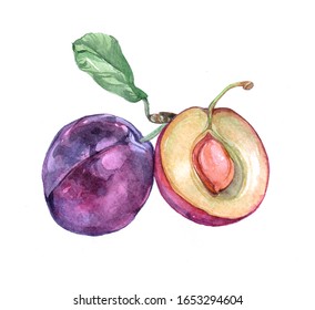 Watercolor Plum On White Background 
