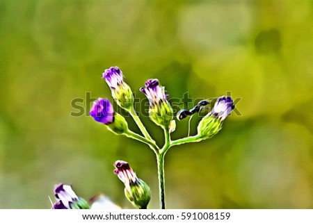 Lavender in the garden