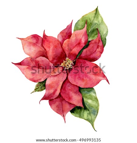 royalty free stock illustration of watercolor poinsettia hand poinsetta design