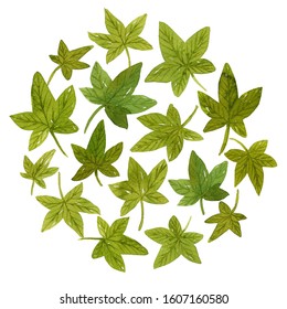 Watercolor Poison Ivy Leaves Arranged In Circle Shape. Botanical Illustration.