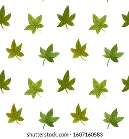 Watercolor Poison Ivy Seamless Pattern Isolated On White Background. Botanical Illustration.