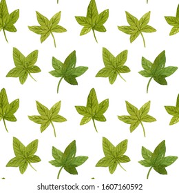 Watercolor Poison Ivy Seamless Pattern Isolated On White Background. Botanical Illustration.