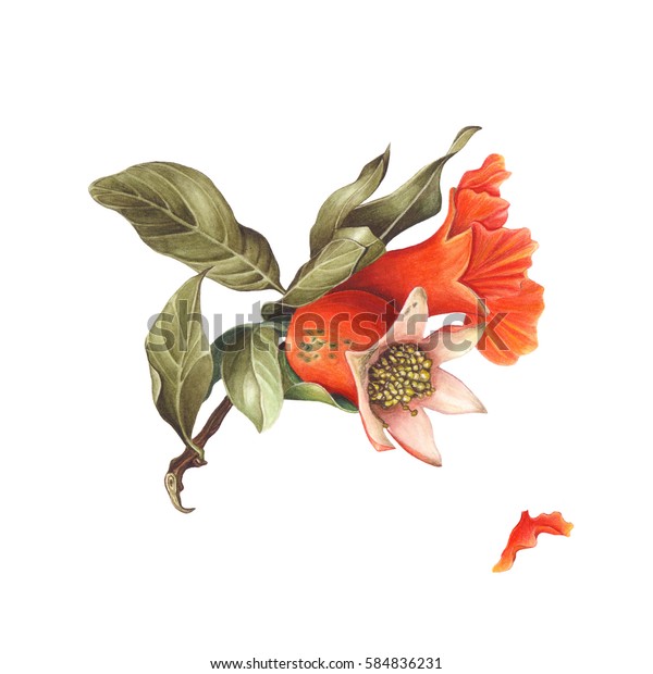 Illustrazione Stock A Tema Acquerello Fiore Di Melograno E Frutta