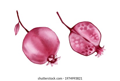 Watercolor pomegranate fruits  Transparent abstract plant isolated white  Hand painted artwork and red fruits  Realistic botanical illustration