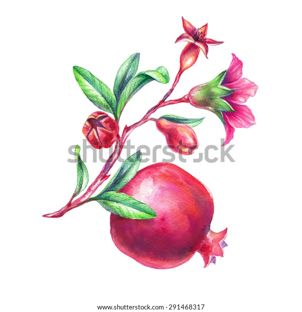 Download Watercolor Pomegranate Illustration Branch Leaves Flowers ...