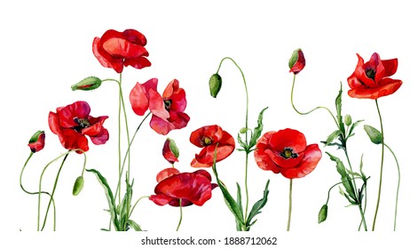 Watercolor poppies and buds on white background