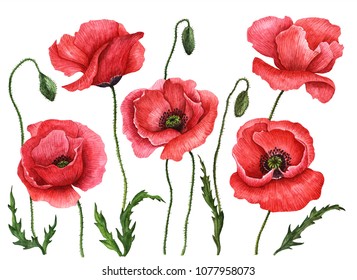 Watercolor poppies set, hand drawn floral illustration, red field flowers isolated on a white background.