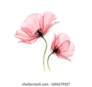 Watercolor Poppy artwork. Transparent big and small flowers isolated on white. Hand painted illustration with detailed petals. Botanical painting for cards, wedding design