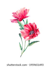 Watercolor poppy flowers 