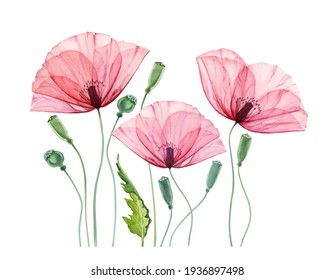 Watercolor Poppy flowers. Summer field flowers with green leaves. Floral print ready artwork. Realistic botanical illustration