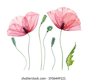 Watercolor Poppy set. Summer field flowers with green leaves. Floral collection with detailed transparent petals. Realistic botanical illustration