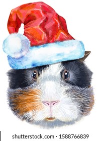 Watercolor portrait of abyssinian guinea pig with Santa hat on white background