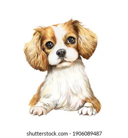 Cavalier King Charles Spaniel Images Stock Photos Vectors Shutterstock