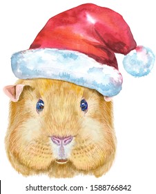 Watercolor portrait of English Self guinea pig with Santa hat on white background