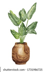 Watercolor Potted House Plant Clipart. Plant On White Background. Hand Painted Green Flower In Wooden Pot.