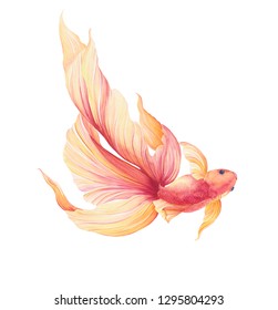 pretty goldfish