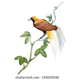 Watercolor Print Bird Of Paradise On A Branch, Tropical Illustration.