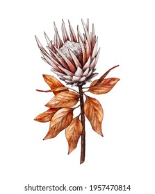 Watercolor Protea flower isolated on white background, dry flora. Hand painted watercolor. Botanical hand drawn illustration for wedding invitations, prints, greeting cards, textile