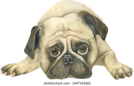 Watercolor pug illustration. Dog portrait. Cute pug portrait isolated on white background.