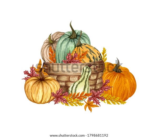 Download Watercolor Pumpkin Composition Floral Pumpkins Basket Stock Illustration 1798681192