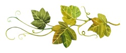 Watercolor Pumpkin Leaves. Stem Of Green Pumpkin Leaves On A White Background.