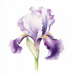 Watercolor Purple And Yellow Iris Flower Isolated On White, Hand Drawn Iris Painting, Flower Illustration, Iris