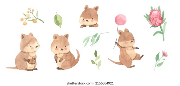 Watercolor quokka, Australian animal,  illustration for kids