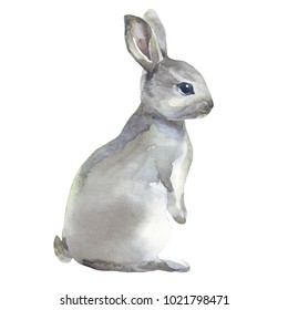 Watercolor rabbit hare isolated illustration on white background