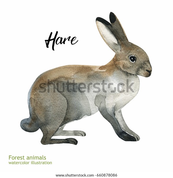 水彩ウサギの絵 白い背景に手描きのリアルなイラスト 写実的な林業