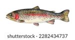 Watercolor rainbow trout (Oncorhynchus mykiss). Hand drawn fish illustration isolated on white background.