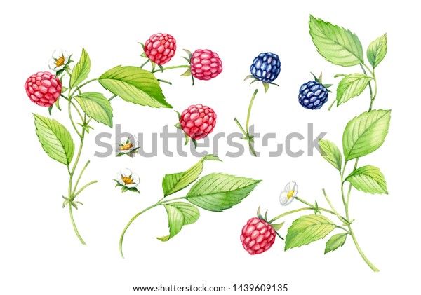 白い背景に水彩のラズベリーの黒いベリーセットのカラフルな赤いピンクの背景と 夏の青のベリーの花の季節の植物イラストフルーツ手描きの緑の葉 のイラスト素材