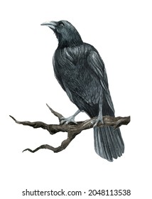 Watercolor Raven Illustration, Crow On The White Background, Black Bird Illustration, Halloween Crow Art
