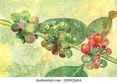 Watercolor Of Raw And Fresh Coffee Bean On Coffee Plant By Watercolor . Green And Red Seed Of Fruit To Make Coffee Bean