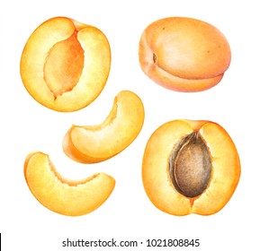 Watercolor Realistic Botanical Illustration Of The Apricot Fruits Isolated On White Background.