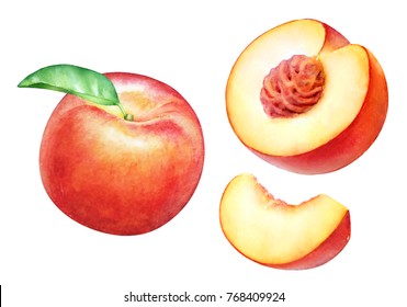 Watercolor Realistic Botanical Illustration Of The Peach Fruits Isolated On White Background.