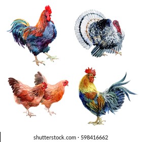 Watercolor realistic chicken, cock, rooster and turkey birds isolated on a white background.