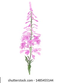Watercolor realistic fireweed flowers. Mix-media design. Digital painting and watercolor textures. 