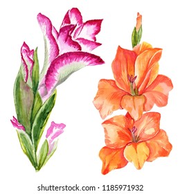 Realistic Gladiolus Flower Drawing - Best Flower Wallpaper