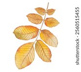 Watercolor realistic golden leaf of walnut tree. Autumn big foliage in elegant style. For posters, postcards or other designs.