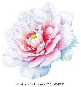 Watercolor Realistic Illusrtation Of A White Peony Flower Head Isolated On White Background