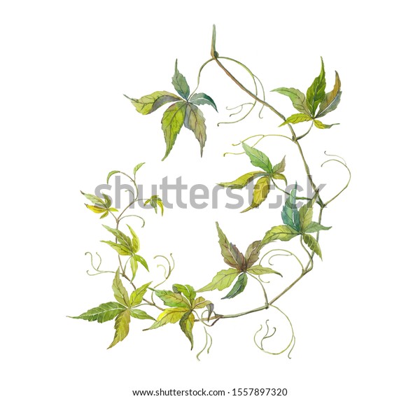 長い小枝の白いイラスト ワイルド ブドウの植物学 バージニア クリーパーの細かい手描きの巻き毛 のイラスト素材