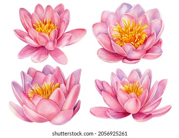 Watercolor realistic illustration  lotus flowers isolated white background  Design for wallpaper  prints  invitation