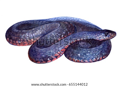 Watercolor realistic snake desert animal isolated on a white background illustration.
