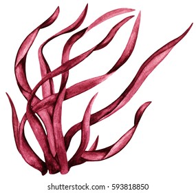 Watercolor Red Algae, Seaweed. Grass Close Up. Plant Isolated On White Background