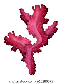 Watercolor Red Algae, Seaweed.Close Up, Isolated On White Background