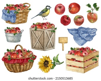 Watercolor Red Apples In The Basket, Garden Harvest Clipart,Fall Elements,Thanksgiving Icon.Autumn Arrangement,Farmhouse Rustic Set With Apple, Basket, Bird, Sunflower