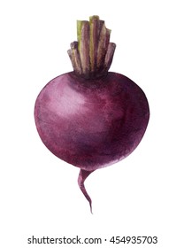 Watercolor Red Beetroot