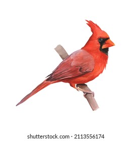 Watercolor red cardinal bird isolated on white background. Bright bird on branch illustration. Symbol of Christmas
