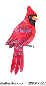Watercolor red cardinal isolated on white background. Bird sitting hand drawn illustration
